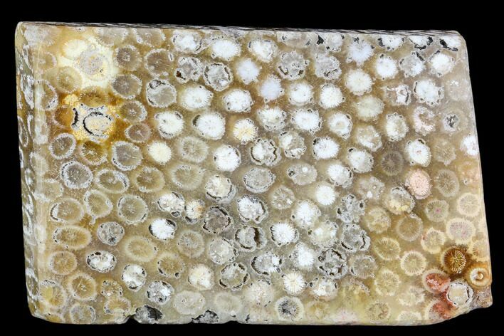 Polished, Fossil Coral Slab - Indonesia #109151